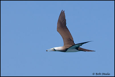 Brown Booby (Sula leucogaster)