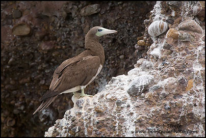 Brown Booby (Sula leucogaster)