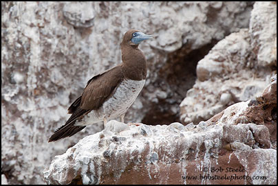 Brown Booby (Sula leucogaster)