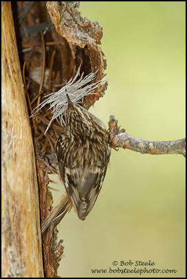 Brown Creeper (Certhia americana)