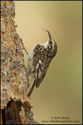 Brown Creeper (Certhia americana)