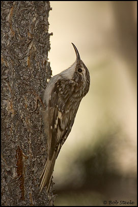 Brown Creeper (Certhia americana)