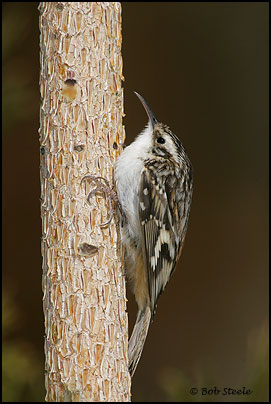 Brown Creeper (Certhia americana)