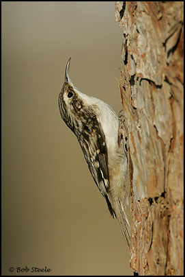 Brown Creeper (Certhia americana)