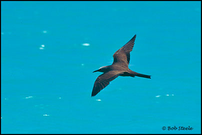 Brown Noddy (Anous stolidus)