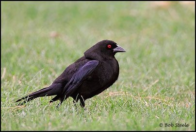 Bronzed Cowbird (Molothrus aeneus)