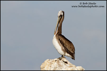 Brown Pelican (Pelecanus occidentalis)