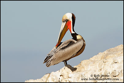 Brown Pelican (Pelecanus occidentalis)
