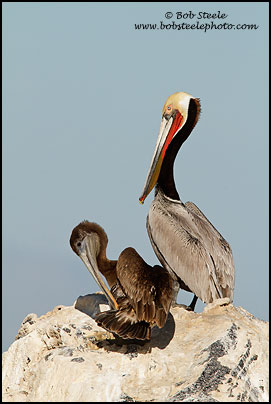 Brown Pelican (Pelecanus occidentalis)