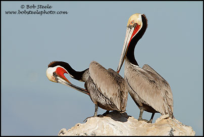 Brown Pelican (Pelecanus occidentalis)