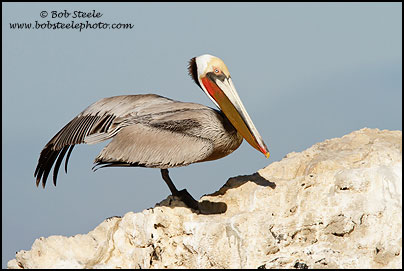 Brown Pelican (Pelecanus occidentalis)
