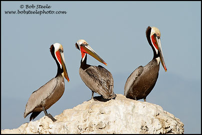 Brown Pelican (Pelecanus occidentalis)