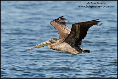 Brown Pelican (Pelecanus occidentalis)