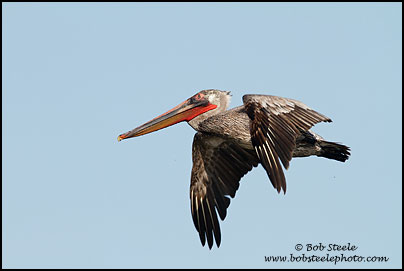 Brown Pelican (Pelecanus occidentalis)
