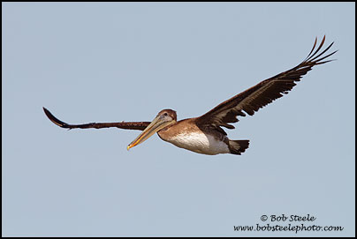 Brown Pelican (Pelecanus occidentalis)