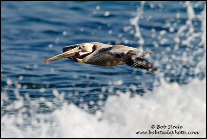 Brown Pelican (Pelecanus occidentalis)