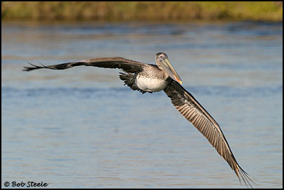 Brown Pelican (Pelecanus occidentalis)