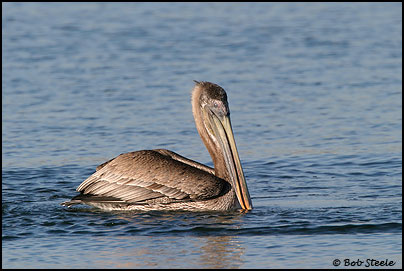 Brown Pelican (Pelecanus occidentalis)