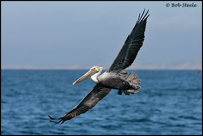 Brown Pelican (Pelecanus occidentalis)