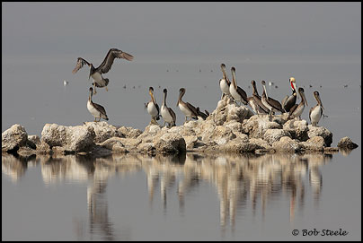 Brown Pelican (Pelecanus occidentalis)
