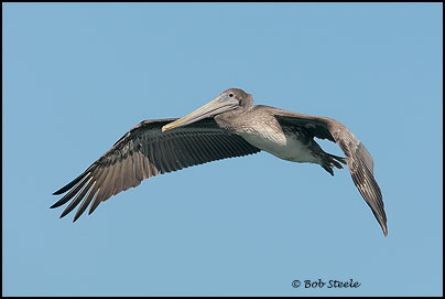Brown Pelican (Pelecanus occidentalis)