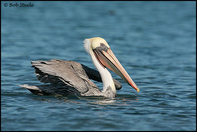 Brown Pelican (Pelecanus occidentalis)