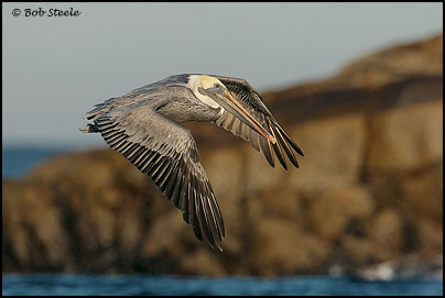 Brown Pelican (Pelecanus occidentalis)