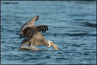 Brown Pelican (Pelecanus occidentalis)