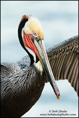Brown Pelican (Pelecanus occidentalis)