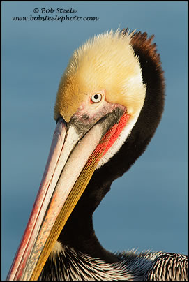 Brown Pelican (Pelecanus occidentalis)