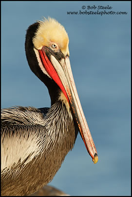 Brown Pelican (Pelecanus occidentalis)