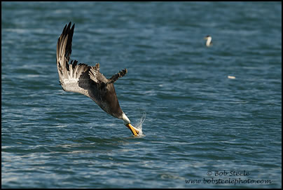 Brown Pelican (Pelecanus occidentalis)