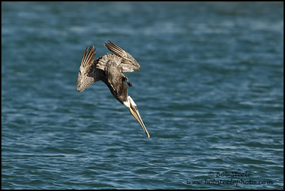 Brown Pelican (Pelecanus occidentalis)