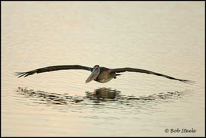 Brown Pelican (Pelecanus occidentalis)