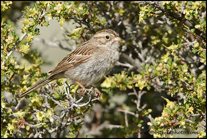 Brewer's Sparrow (Spizella breweri)