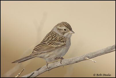 Brewer's Sparrow (Spizella breweri)
