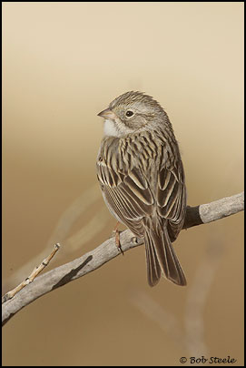 Brewer's Sparrow (Spizella breweri)