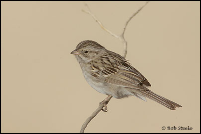 Brewer's Sparrow (Spizella breweri)