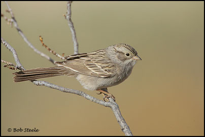 Brewer's Sparrow (Spizella breweri)