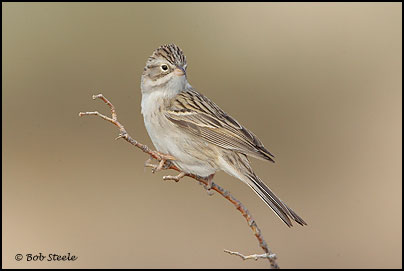 Brewer's Sparrow (Spizella breweri)