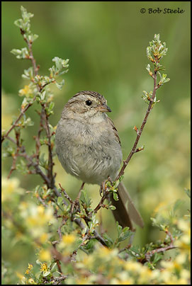 Brewer's Sparrow (Spizella breweri)