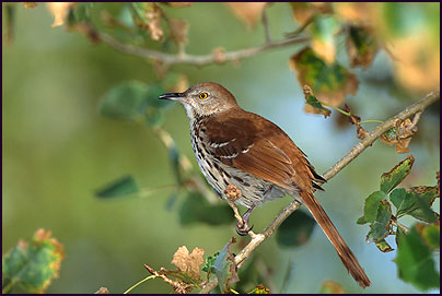 Brown Thrasher (Toxostoma rufum)