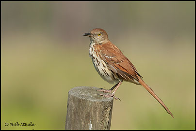 Brown Thrasher (Toxostoma rufum)
