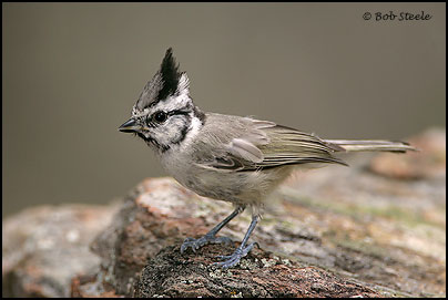 Bridled Titmouse (Baeolophus wollweberi)