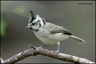 Bridled Titmouse (Baeolophus wollweberi)
