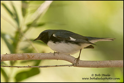 Black-throated Blue Warbler (Dendroica caerulescens)
