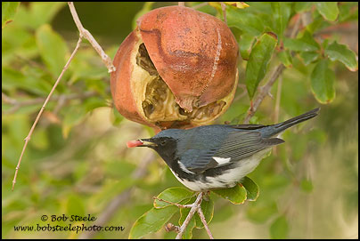 Black-throated Blue Warbler (Dendroica caerulescens)