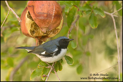 Black-throated Blue Warbler (Dendroica caerulescens)