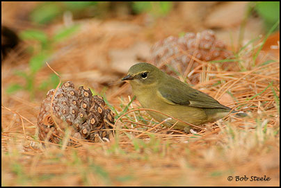 Black-throated Blue Warbler (Dendroica caerulescens)