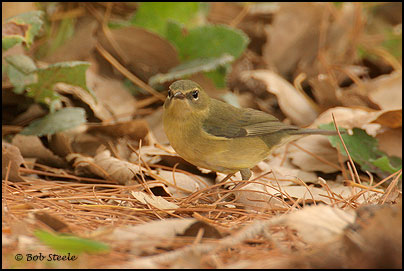 Black-throated Blue Warbler (Dendroica caerulescens)